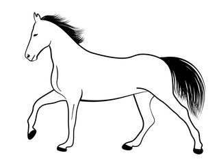 Obraz na płótnie Canvas horse line art illustration