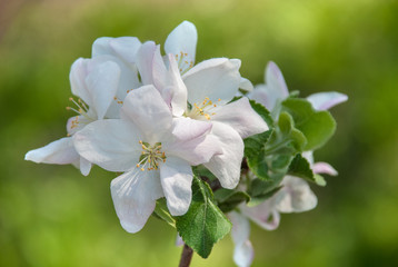 Obraz premium Flowering branch of pear. blooming spring garden. Flowers pear close-up. Blurred background. Pear blossom in early spring
