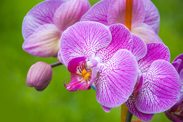 beautiful purple Phalaenopsis orchid flowers