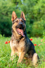View on a german shepherd dog sitting on the green grass