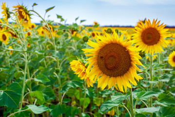 Sunflower natural background. Sunflower blooming.