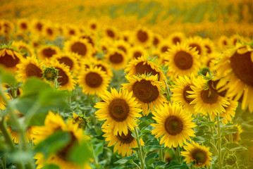 Obraz premium Sunflower natural background. Sunflower blooming.