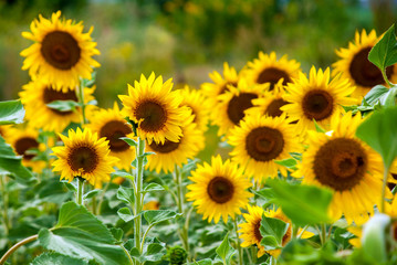 Sunflower natural background. Sunflower blooming.