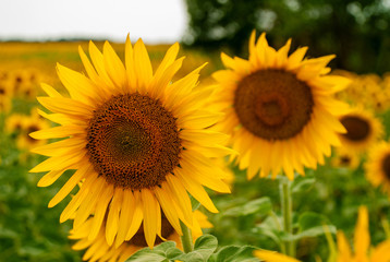 Sunflower natural background. Sunflower blooming.