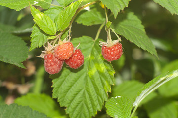 raspberries on the bushes in the garden