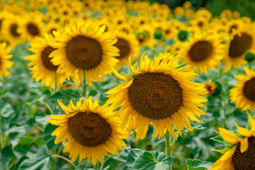 Obraz premium Sunflower natural background. Sunflower blooming.