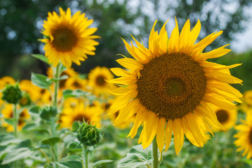 Obraz premium Sunflower natural background. Sunflower blooming.
