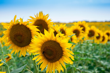 Fototapeta premium Sunflower natural background. Sunflower blooming.
