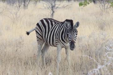 Namibie zèbre