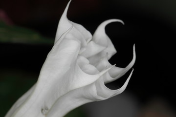 Blüte-Stechapfel