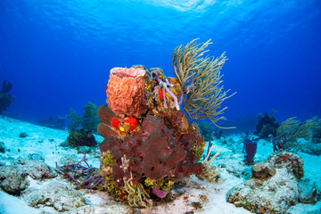 Fototapeta na wymiar Coral reef and fish in Cozumel Mexico