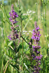 purple flowers in the garden