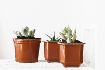 Group of succulent plants in small brown plastic pots indoors