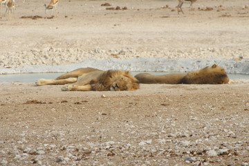 Namibie lions