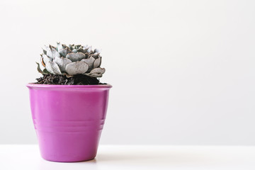 various cactus and succulent plants in  pots