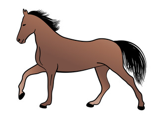 Fototapeta na wymiar horse, color illustration - vector