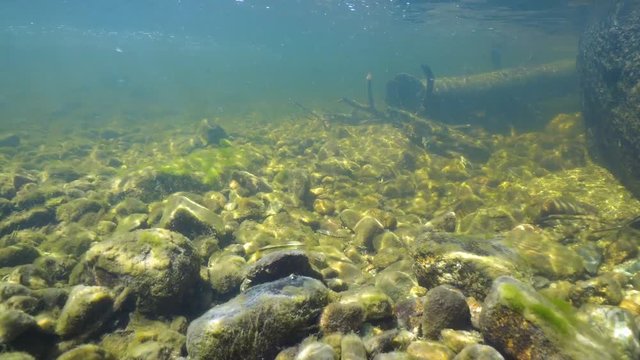 Rocky riverbed with Eurasian minnow fish in the Tet river, France, Pyrenees-Orientales