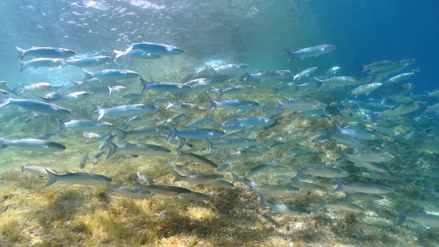 School of fish in the Mediterranean sea mullets underwater, Spain, Costa Brava, Cap de Creus