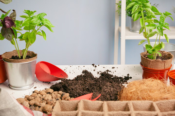 Planting seedlings in greenhouse in spring close up