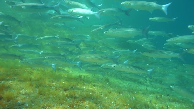 School of fish mullets underwater in Mediterranean sea, Spain, Costa Brava, Cap de Creus