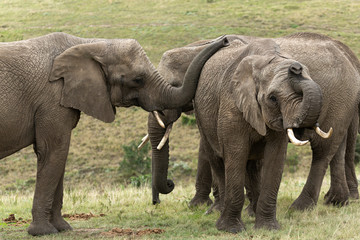 Fototapeta na wymiar Elefantes en Sudáfrica.