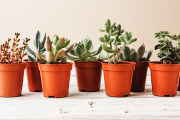 arrangement of the succulents or cactus succulents