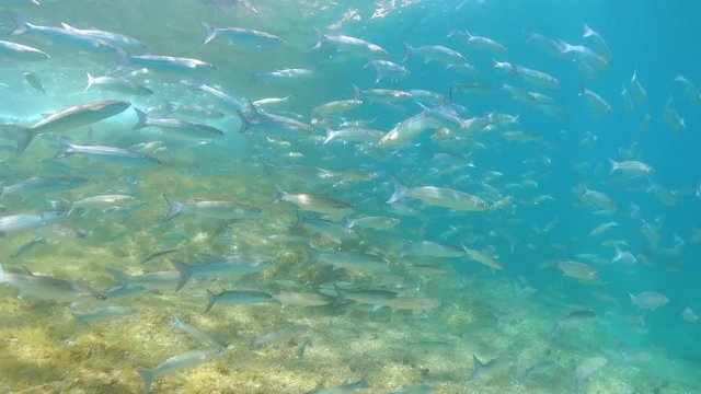 School of fish underwater mullets in the Mediterranean sea, Spain, Costa Brava, Cap de Creus, 59.94fps