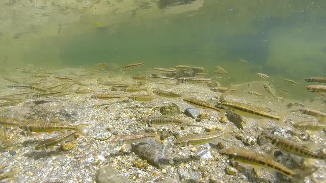 School of freshwater fish in a river, Eurasian minnow, Phoxinus phoxinus, underwater scene, France, Pyrenees Orientales, 59.94fps