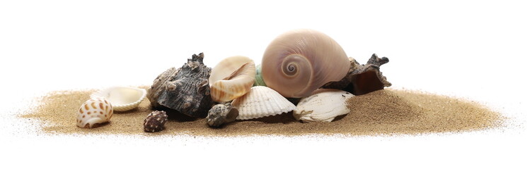 Sea shells in sand pile isolated on white background