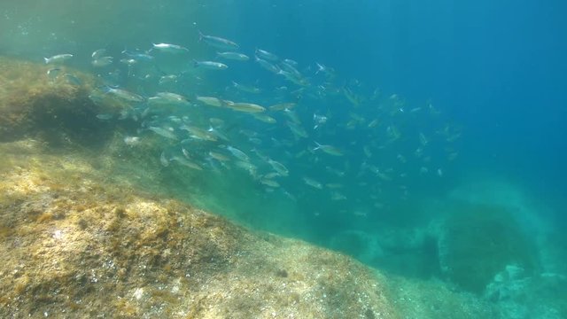 School of mullets fish underwater in the Mediterranean sea, Spain, Costa Brava, Cap de Creus, 59.94fps