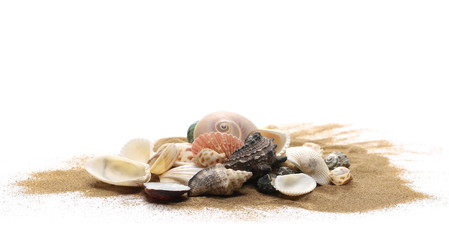 Sea shells in sand pile isolated on white background
