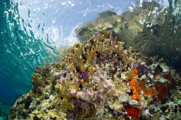 Coral reef and fish in Cozumel Mexico