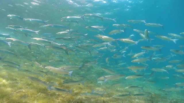 School of mullets fish under sea, Mediterranean, Spain, Costa Brava, Cap de Creus, 59.94fps