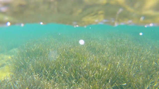 Posidonia seagrass underwater and beach with small boats on Mediterranean coast, Spain, Costa Brava, Portlligat, Cadaques, Cap de Creus, Catalonia