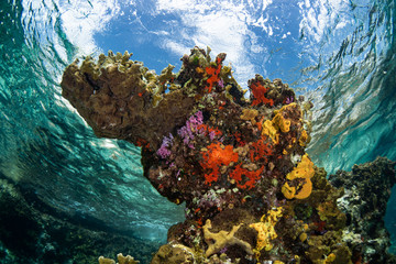 Coral reef and fish in Cozumel Mexico