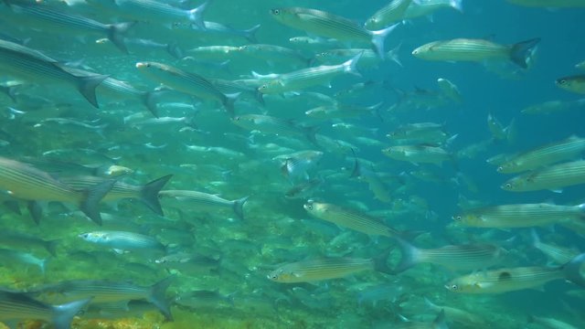Shoal of fish mullets underwater in the Mediterranean sea, Spain, Costa Brava, Cap de Creus
