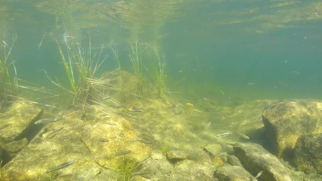 Shoal of Eurasian minnow fish underwater in a lake of the Pyrenees mountains, France, Pyrenees-Orientales