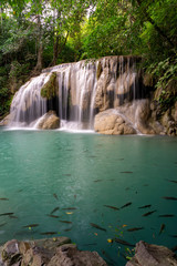 Fototapeta na wymiar Clean green emerald water from the waterfall Surrounded by small trees - large trees, green colour, fish live in the pond, Erawan waterfall, Kanchanaburi province, Thailand