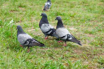 Birds doves, City pigeons are resting on the green grass in the park.