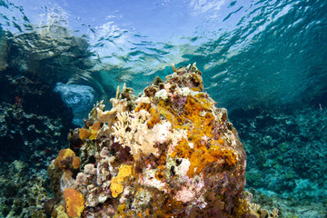 Naklejka na ściany i meble Coral reef and fish in Cozumel Mexico