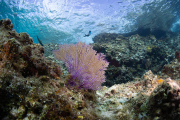 Naklejka na ściany i meble Coral reef and fish in Cozumel Mexico