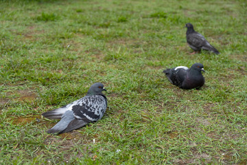 Obraz premium Birds doves, City pigeons are resting on the green grass in the park.