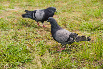 Birds doves, City pigeons are resting on the green grass in the park.