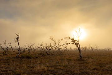 tree in fog