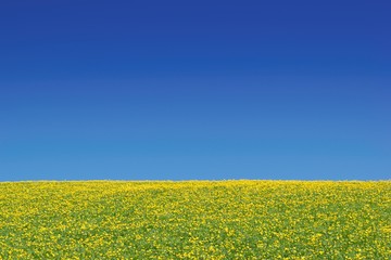 Fototapeta premium Beautiful yellow blooming meadow and clear blue sky, summer background. Buttercup wildflowers.