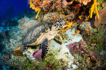 Hawksbill turtle swimming, Cozumel, Mexico