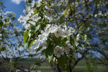 flowering trees, grave buds, in a garden in a village on a sunny spring morning