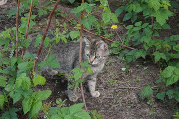 charming gray domestic cat walking in the home garden and enjoying the smells of nature