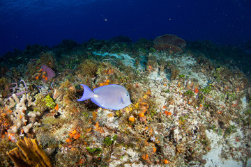 Coral reef and fish in Cozumel Mexico
