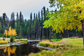 Small forest lake